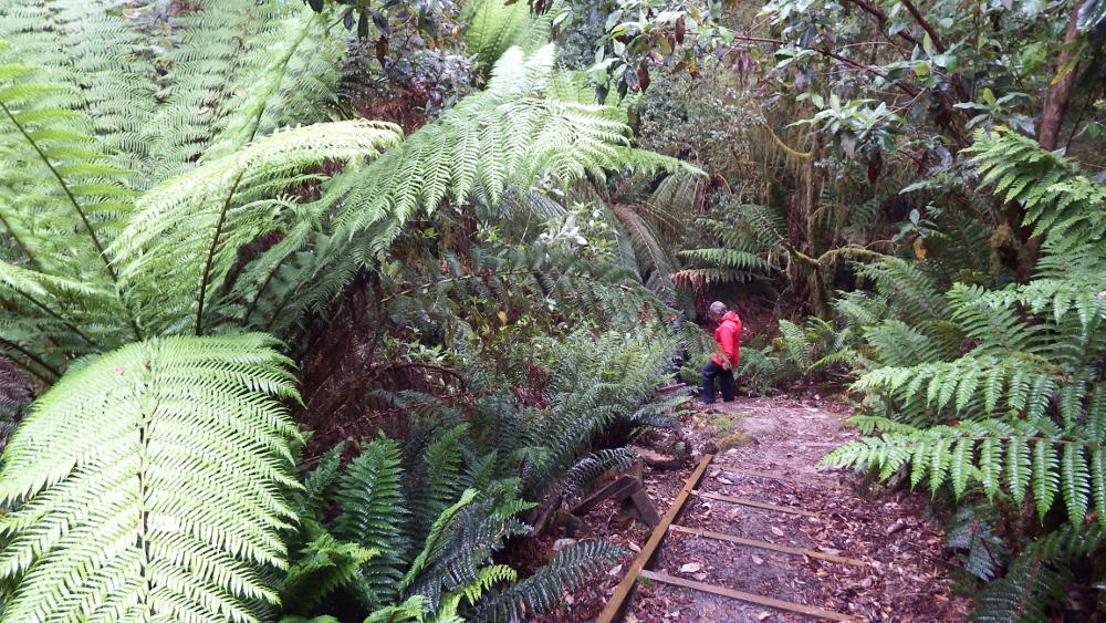 Going down into the depths of Notley Gorge, Tasmania