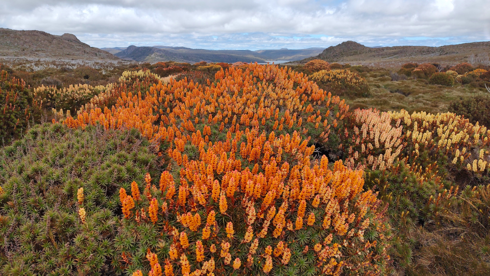 World heritage colours